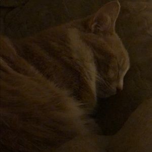 Meet your Posher, Cecilia